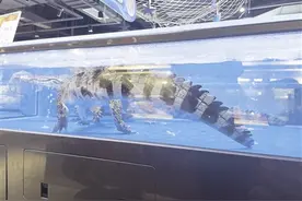 亳州市区一家超市售卖活体鳄鱼？记者现场探访图片