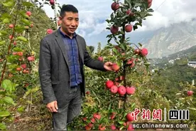 汶川县威州镇：成功试种高密植纺锤形苹果获丰收图片
