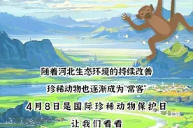 创意长图｜各有不“瞳”！珍稀动物眼中的河北长这样图片