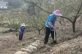 镇宁县六马镇：做好蜂糖李冬季管护 筑牢甜蜜产业增收路图片