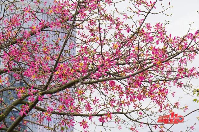 “顶流”回归！近期，福州大量出现