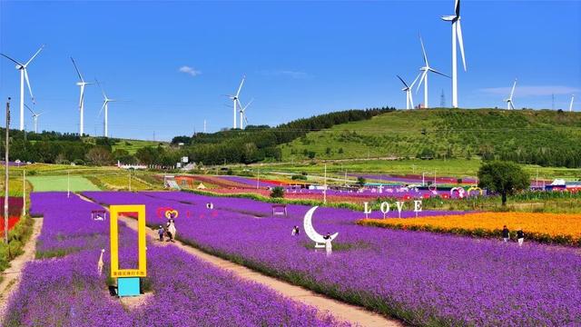 学习强国 | 河北张北：花色斑斓耀山岭
