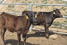 青岛故事丨青岛和牛火出圈！一头能卖20万，最多可年产3万头图片