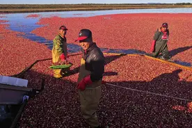 蔓越莓全年库存扫空！老板懵了：我以后卖啥？网友急问：啥味道图片