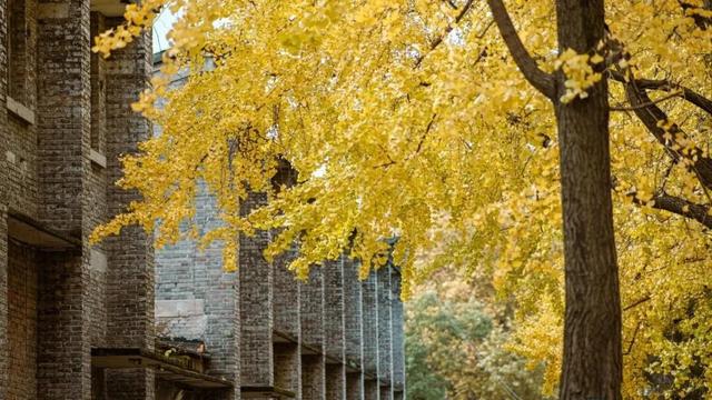 刷屏预警！高坪六合银杏进入 “半黄半绿” 阶段，周末约去~