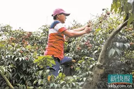 广东多地晚熟荔枝产量仅一成，桂味预计每斤80元以上图片
