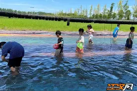 青少年暑期生活|抓鱼捉泥鳅 享受亲子户外活动图片