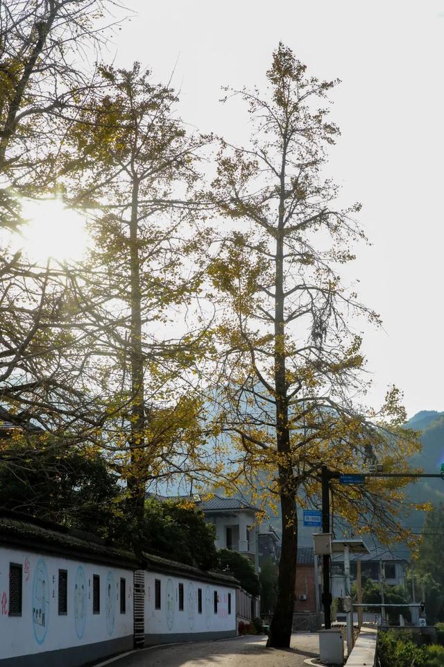 美爆了！余杭银杏打卡地出炉