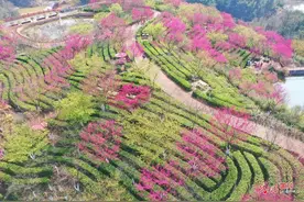 湖南郴州：花开茶园春色美图片