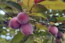 这种果子别摘、别吃！建德街头、小区随处可见！图片