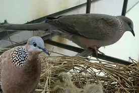 斑鸠不会筑巢？随处可见的斑鸠，为何说吃它的肉危害会很大？图片