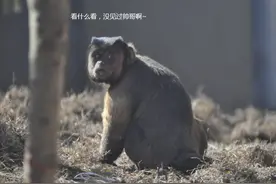 看一次笑一次！合肥这个“显眼包”建议你去现场瞅瞅图片