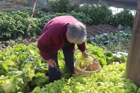 小雪节气，腌制忙图片