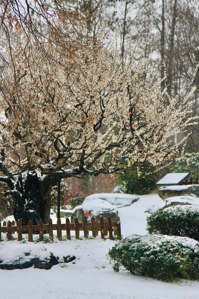 薄雪压枝，300年古梅破寒开放！武汉市迎来今年首场降雪，众多游客冒雪打卡东湖梅园
