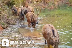 从大丰滩涂到永泰山林，看麋鹿入闽后的“神仙日子”图片