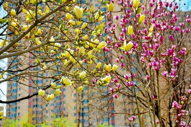 春色满城！定州藏不住的温柔与浪漫