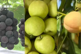 浙产明星鲜果，甜蜜扎堆上市，4点摘梨5点采桃图片