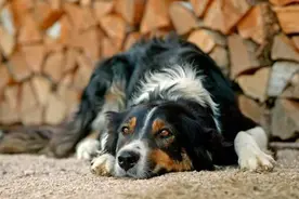 美国多州爆发神秘犬类传染病，最快24小时内变重症图片