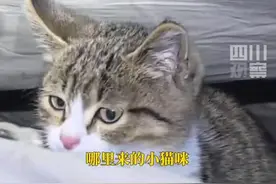 网红小猫“悟空”去世 主人求助：想给它找个冰箱图片