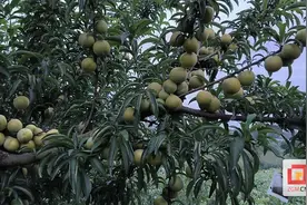 李波：种植“蜂糖李” 开启“甜生活”图片