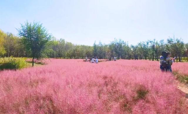 看看！顺义这两处“粉色花海”，美得像童话！