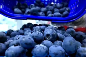 订单增长超1600%！水果“销冠”是它？图片