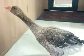 野生大雁受伤掉队落单 细心民警及时施救保护图片