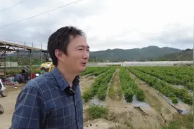 湖南“候鸟”往南飞④ | 三亚的丝瓜种，赶着3月到长沙图片