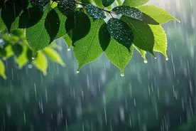 “雨水”节气来了！上海阴雨天将变多！这样做对身体更好→图片