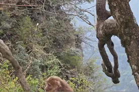 峨眉山猴子会挑食了，游客投喂零食被嫌弃图片