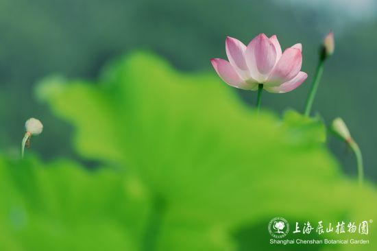 上海限定美景已上线！这个七月，“荷”你相遇