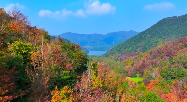 舟山这片彩色森林，迎来最佳观赏期！已经有人拍到了……