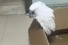 小区内捡到白色大鹦鹉，专家：属境外物种，能活四五十岁图片