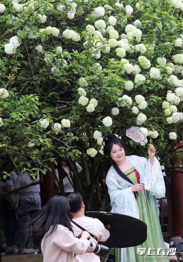 湖南烈士公园木绣球盛放 市民打卡享春光 | 组图