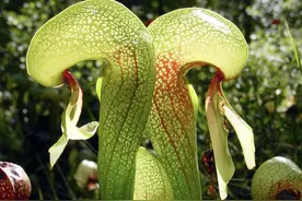 蛇年养一盆带“蛇”的绿植可好？这些植物供你挑选→图片