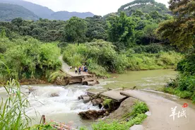 广州从化五万斤荔枝保住了！暴雨致道路中断，无人机铺出“天路”图片