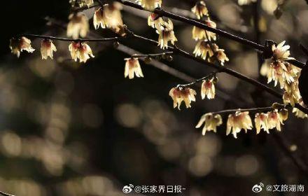 冬日张家界腊梅初绽