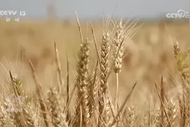 焦点访谈：力增单产夺丰收图片