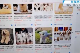 “成堆的动物尸体”！屡禁不止！快递点又现这种快递……图片