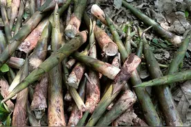 醉美踏春行丨扯笋子去不？空山新雨后，小竹笋一窝接一窝图片