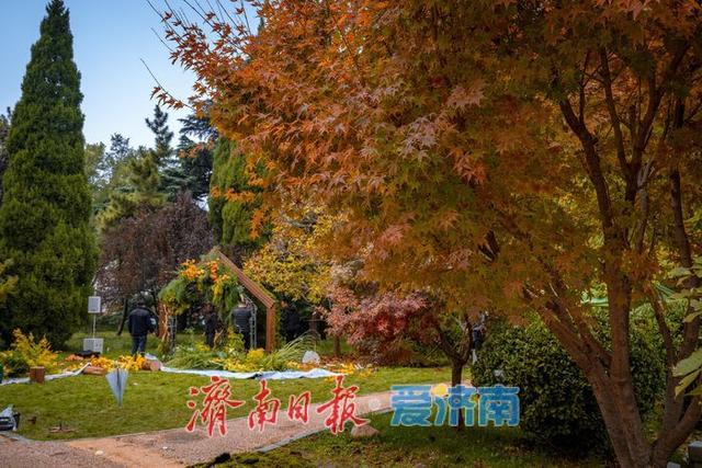 一年四季 泉在济南丨济南南郊宾馆公园：古桥红叶相辉映，满园秋意醉游人