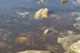 深圳湾海域突现大片不明物质？专家解释→图片