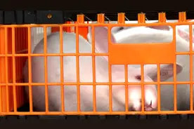 普定县繁育的法国伊高乐祖代种兔以每只600元的价格销往四川图片