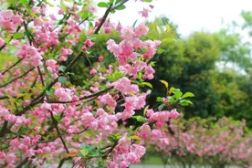 春日赏花正当时：知否知否？长沙这些地方海棠迎来盛花期图片