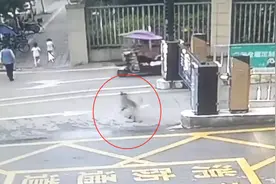 四川夹江回应“未拴绳狗袭击路人”：无人被咬伤，已捕获图片