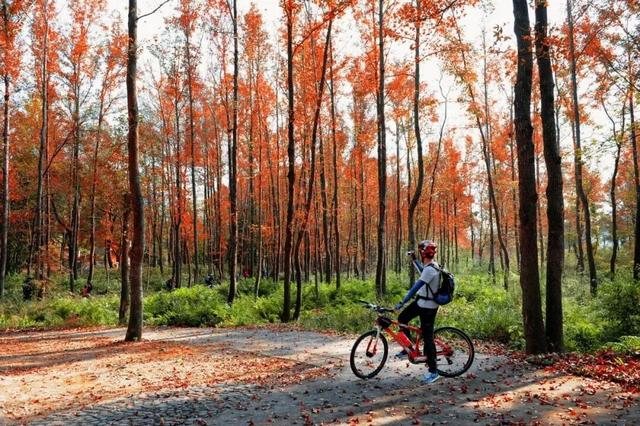 福建暖冬，又是一年好“枫”景