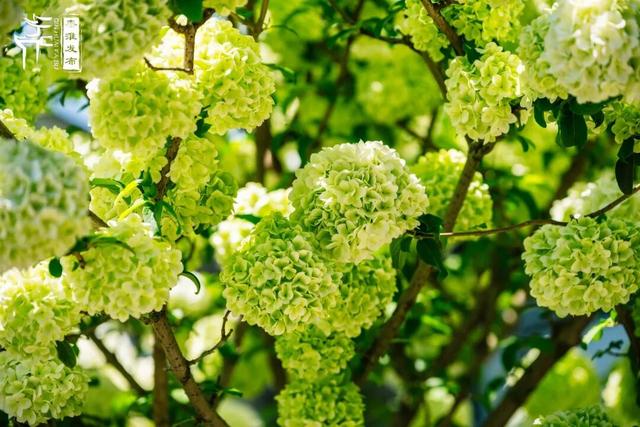 花样秦淮｜绣球花开