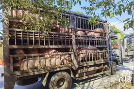 违规运输生猪，罚！连山太保查获32头未经检疫生猪图片