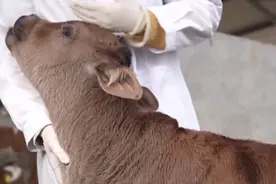 突破技术难题！全球首例克隆西藏濒危牛诞生丨科技观察图片