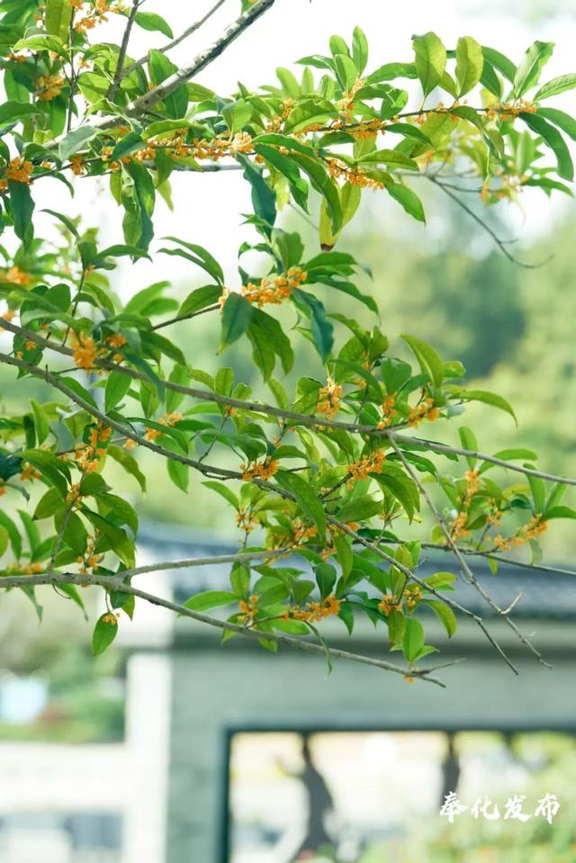 开了开了！奉化的秋天，真࿐香࿐啊࿐